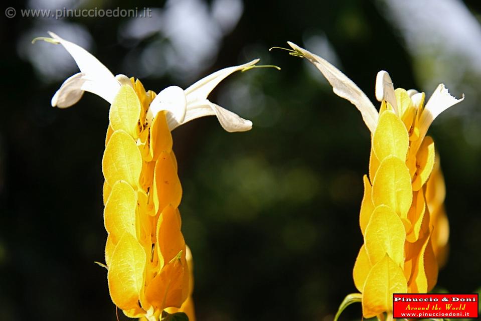 ECUADOR - Foresta Amazzonica - 08.jpg